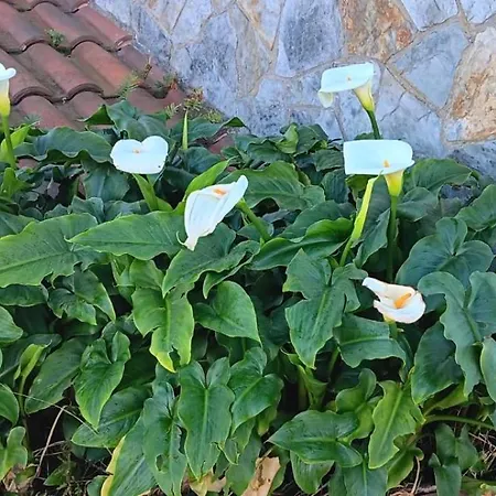 Prau Del Urogallo 펜션