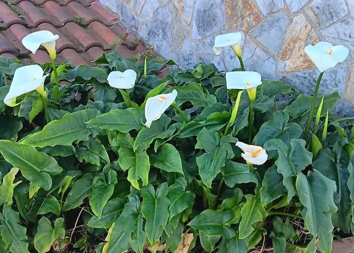 Prau Del Urogallo 펜션